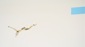 Leap